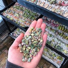 a person is holding up some plants in their hand and it looks like they have been picked from the ground