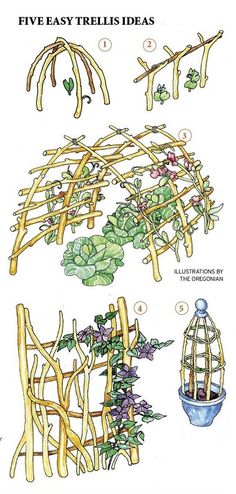 an image of different types of plants