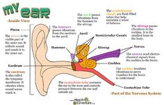 the anatomy of an ear is shown in this diagram