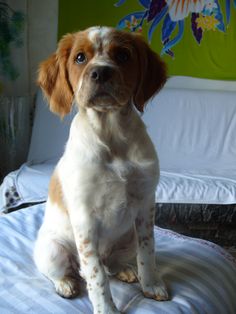 a brown and white dog sitting on top of a bed