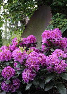 purple flowers are blooming in the garden