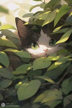 a black and white cat peeking out from behind some green leaves with its eyes wide open