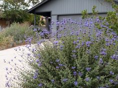 purple flowers are growing in front of a gray house with a driveway and garage behind it