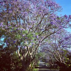 a tree lined street with purple flowers on it's leaves and trees lining both sides