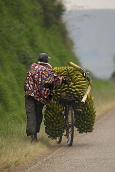 a man pushing a bicycle loaded with bananas on the side of a road in rural area