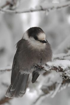 a small bird perched on top of a snow covered tree branch in the wintertime