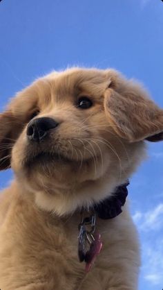 a small brown dog sitting on top of a blue sky with clouds in the background