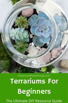 terrariums for beginners the ultimate diy resources guide from flowerandflowerthings com