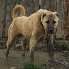 a large brown dog standing on top of a muddy field