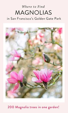 the cover of where to find magnolias in san francisco's golden gate park