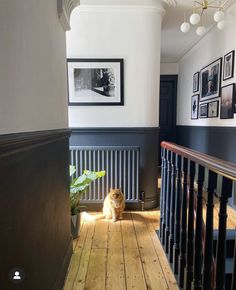 an orange cat sitting on the floor next to a stair case