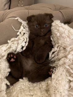 a small brown kitten sitting on top of a white blanket under a fluffy blanket covered in yarn