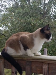 a brown and white cat sitting on top of a wooden fence next to some trees