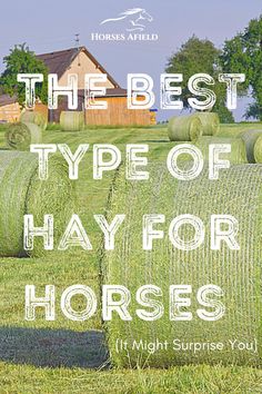 the best type of hay for horses