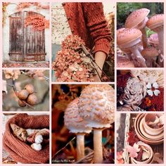 a collage of photos with mushrooms and flowers in them, including pinks and browns