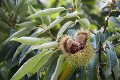 a nut in the middle of a tree with green leaves