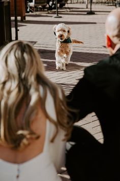 a small dog is walking down the street with its owner and his bride on their wedding day