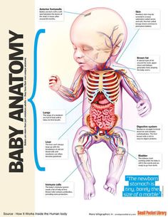 an image of the human body with labels on it