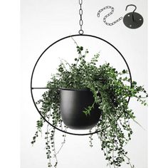 a potted plant hanging from a circular metal frame with chains attached to the wall