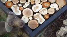 a dog standing next to a pile of cut up wood