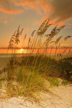 the sun is setting over the beach with sea oats in the foreground and sand dunes to the right