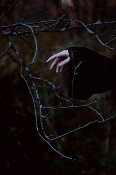 a person's hand reaching for something out of the tree branch in the dark