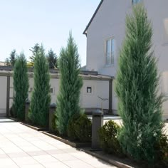 some very pretty green trees in front of a house