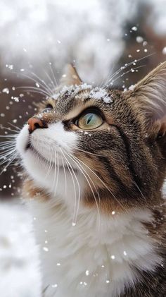 a cat looking up at the snow falling on it's head and nose,