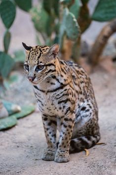 a small cat is sitting on the ground