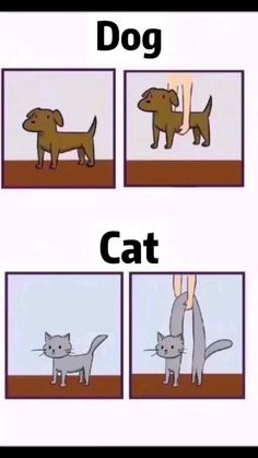 four different pictures of cats and dogs with the words dog cat on each one side