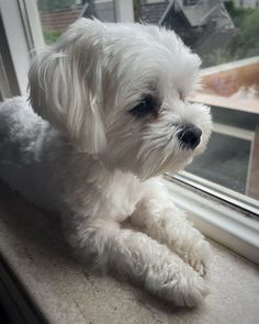 a small white dog sitting on top of a window sill next to a window