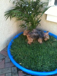 a small dog sitting in the grass next to a potted plant on top of a lawn