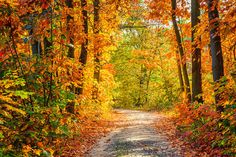 a dirt road surrounded by trees covered in fall leaves with the sun shining down on them