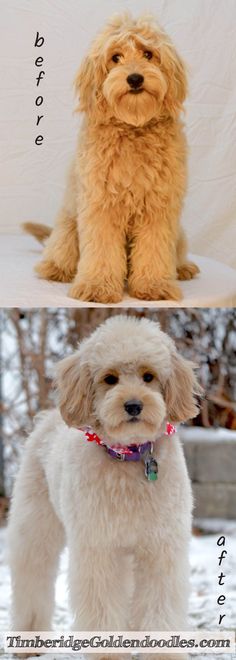 two different pictures of a dog sitting in the snow, one is white and the other has brown fur