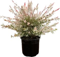 a potted plant with pink and white flowers