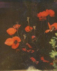 a vase filled with red flowers on top of a table