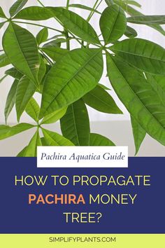 how to propagate money tree plant | how to propagate a money tree - Money tree propagation -
Propagating money tree plant -
Money tree plant propagation -
Money tree plant propagation methods -
Propagating money tree from cuttings -
Money tree plant propagation tips -
Money tree plant propagation techniques -
Propagating money tree in water -
Money tree plant propagation process -
Propagating money tree from stem cuttings -
Money Tree Plant Issues | Plant Care Guide Propagate Money Tree, Water Propagation, Plant Care Guide