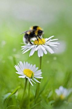 a bee sitting on top of a white flower next to green grass and daisies