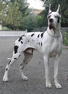 a black and white dog standing on top of a street