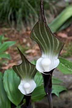 two white and black flowers with green leaves in the foreground, on top of some rocks