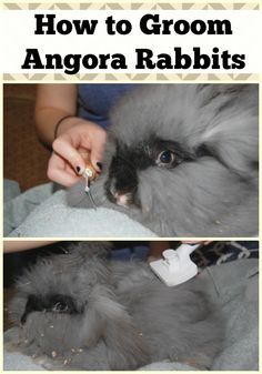 an image of how to groom angora rabbits