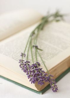 a bunch of lavender flowers sitting on top of an open book