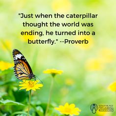 a butterfly sitting on top of yellow flowers with a quote from prove about the caterpillar