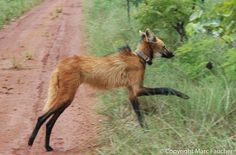 a dog jumping in the air on a dirt road