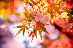 the leaves of a maple tree are changing colors