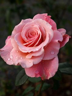 a pink rose with water droplets on it