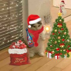 Cat pfp
Christmas cat pfp
New year cat pfp
Meme cat
Winter cat
Winter cat pfp Christmas Gc Pfp, Cat Christmas Meme, Christmas Group Pfp, Christmas Pfp Cartoon, Pfp Gc, Funny Christmas Pics, Cute Cat Profile, Funny Christmas Pfp, Cat Profile Picture