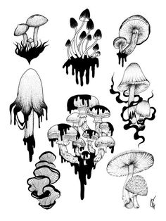 black and white ink drawings of different types of mushrooms, with drops of paint on them