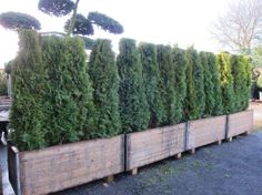 a row of trees sitting next to each other on top of a wooden pallet