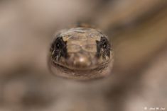 a close up view of a snake's head from the ground looking straight into the camera lens